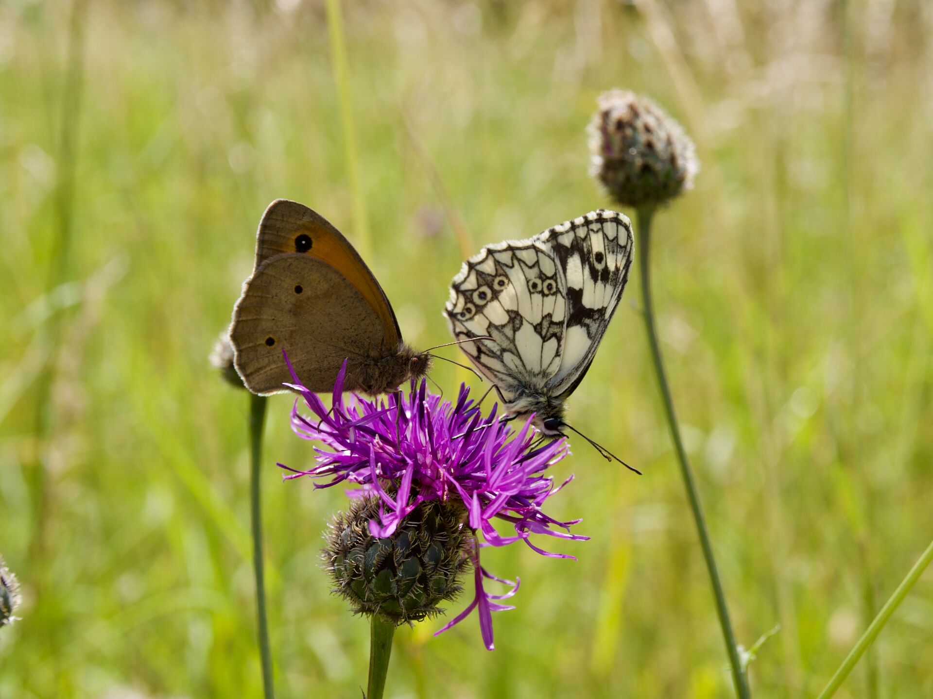 Großes Ochsenauge und Schachbrettfalter auf der Skabiosen-Flockenblume. Foto: Linda Trein